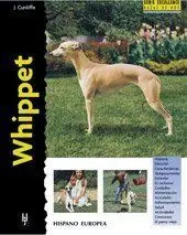 Whippet